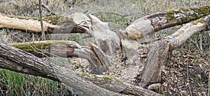 Large animal beavers gnaw at aspen trees to feed on branches and bark