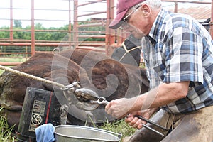 Large Animal Vet At Work 2