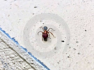 large ant crawling on the beach