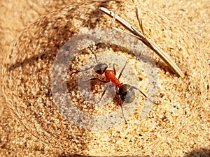 Large ant creeps on yellow sand, close up