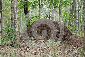Large ant hill in deciduous forest