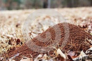 Large ant hill mounded in a field of brown grass photo