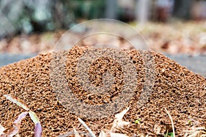 Large ant hill mounded on the ground