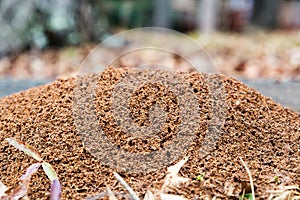 Large ant hill mounded on the ground photo