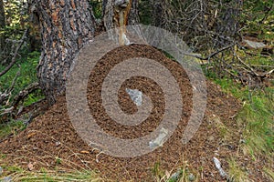 Large ant hill in a pine forest