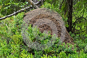 Large anthill covered with blueberry sprigs