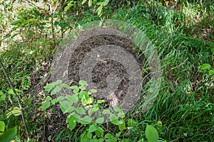 A large anthill in the forest among green grass