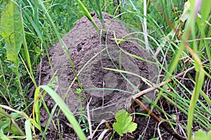 Large anthill in the grass built by ants close-up