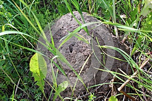 Large anthill in the grass built by ants close-up