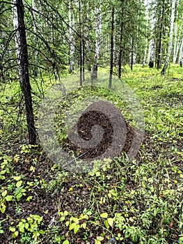 Large anthill in a mixed forest among trees