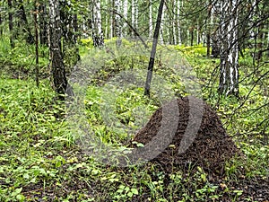 Large anthill in a mixed forest among trees