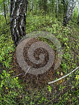 Large anthill in a mixed forest among trees