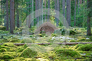 Large anthill in a mossy green forest in Sweden