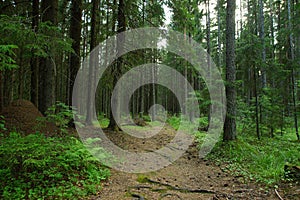 A large anthill stands on the edge of a pedestrian path leading into a dense fir forest