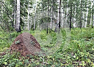Large anthill in the summer forest