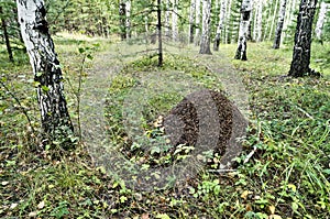 Large anthill in the summer forest