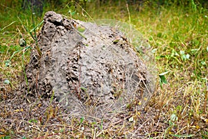Large anthill in the summer garden