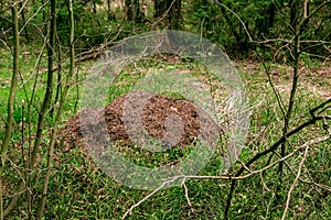 A large anthill in the thicket of a pine forest in the middle of spring