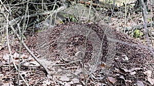 Large anthill in a wild coniferous forest. wild insects.