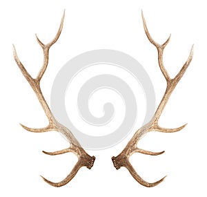 Large antler isolated on white background