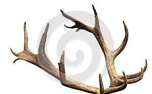 Large antler maral deer on a white background, isolate, horn