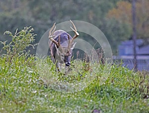 Large antlered buck walks through green grass in Cades Cove.