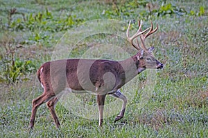 Large antlered buck walks through green grass in Cades Cove.