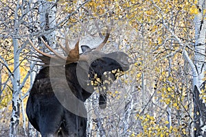 Large antlered bull moose turns and eats leaves in aspen grove