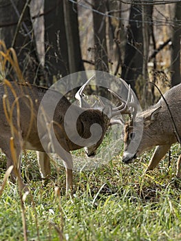 Large Antlered Deer Fighting