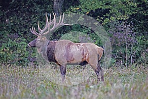 A large antlered Elk stands watching over his herd during the rutting season.