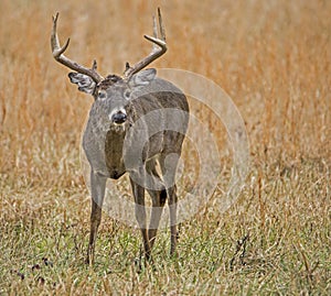 A large antlered White Tailed Deer Buck looks at the camera.