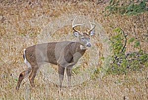 A large antlered White Tailed Deer Buck in an open field.