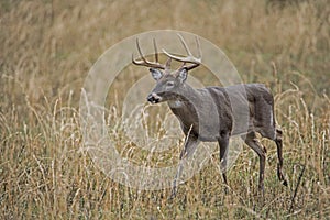 A large antlered White Tailed Deer Buck walks in an open field.
