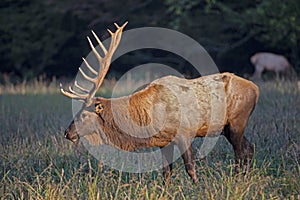 Large antlers on a bull elk stand straight upward.