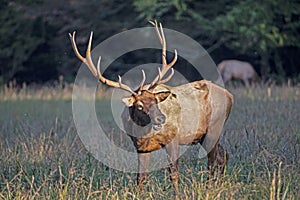 Large antlers on a bull elk stand straight upward.