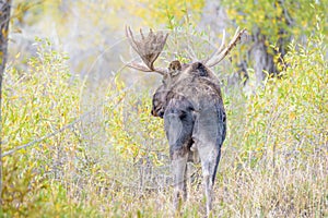 Large Antlers Bull Moose in yellow forest