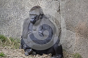 Large Ape Sitting