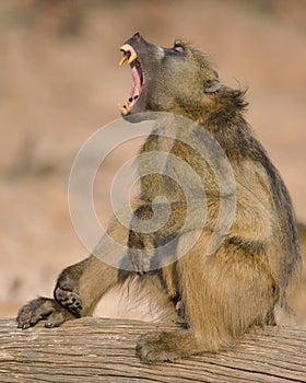 Large Ape yawing and showing its teeth