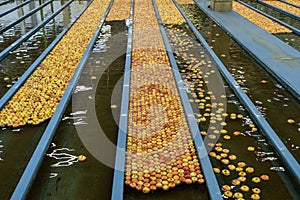 Large Apple Processing Plant Interior with Apples in Flumes Transported by Sort Of Water Conveyor