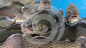 Large aquarium, salmon close-up. A big fish swims in the water. Salmon in grocery store blue water. Live trout in a fish store