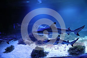 Large aquarium with sharks in oceanarium. Elasmobranch fish