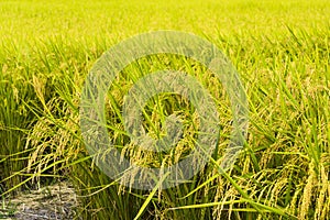 Large area rice crop field as a background