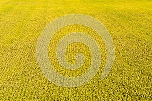 Large area rice crop field as a background