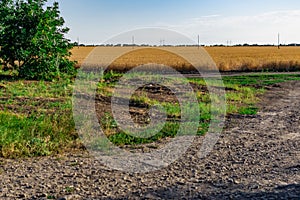 Large areas of fields with wheat and barley. Russia, Rostov region, roadways near a grown crop of Golden ears