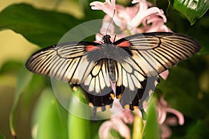 A large Asian butterfly drinks nectar from a flower. Swallow Tail, papilion Lowi photo