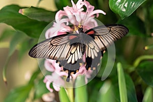 A large Asian butterfly drinks nectar from a flower. Swallow Tail, papilion Lowi photo