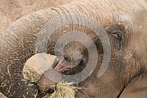 Large Asian Elephant.