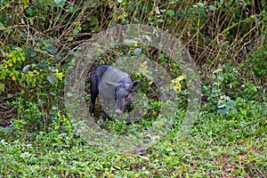 Large asian water buffalo with impressive horns curving downward standing tied in field in the Vinales Valley