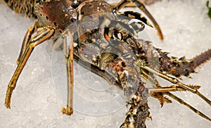 Large atlantic lobster on cold ice