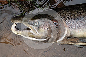 Large Atlantic salmon laying on the river shore. Dead fish washed out in the river after spawning